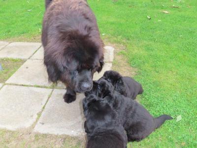 Exceptional Pedigree Newfoundland puppies in Westmeath- ready from August 2nd!🐾