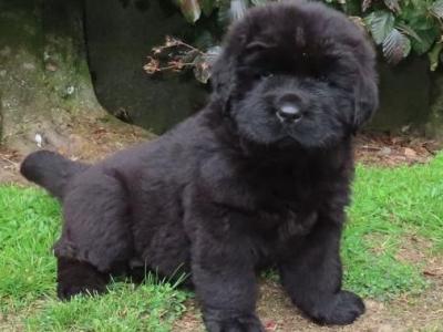 Exceptional Pedigree Newfoundland puppies in Westmeath- ready from August 2nd!🐾