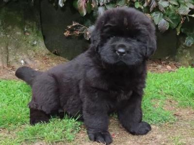Exceptional Pedigree IKC Newfoundland puppies in Westmeath- ready from August 2nd!🐾