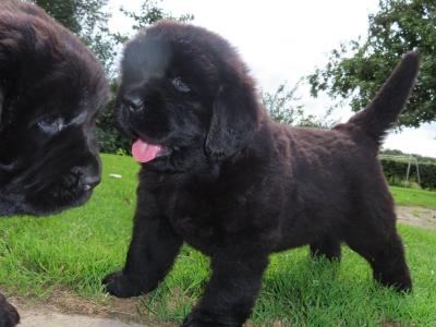 Exceptional Pedigree IKC Newfoundland puppies in Westmeath- ready from August 2nd!🐾