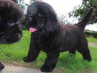 Exceptional Pedigree Newfoundland puppies in Westmeath- ready from August 2nd!🐾
