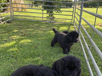 Exceptional Pedigree Newfoundland puppies in Westmeath- ready from August 2nd!🐾