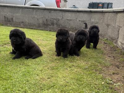 Exceptional Pedigree Newfoundland puppies in Westmeath- ready from August 2nd!🐾