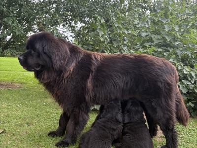Exceptional Pedigree Newfoundland puppies in Westmeath- ready from August 2nd!🐾