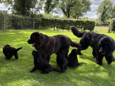 Exceptional Pedigree Newfoundland puppies in Westmeath- ready from August 2nd!🐾