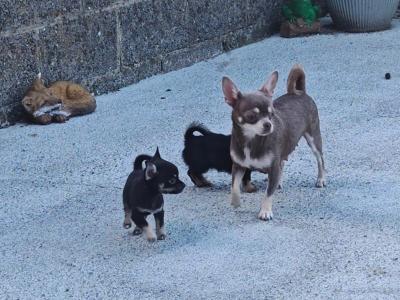 Stunning Chihuahua puppies long & short haired
