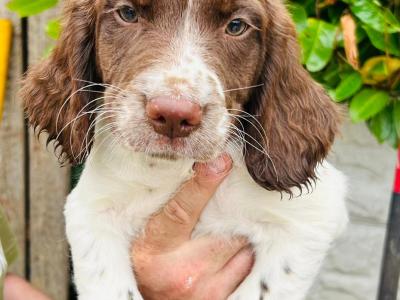 Springer Cross Llewellyn puppies in Laois