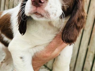 Springer Cross Llewellyn puppies in Laois