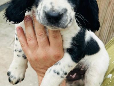 Springer Cross Llewellyn puppies in Laois