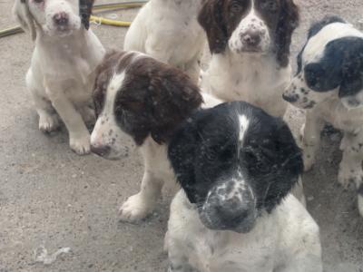 Springer Cross Llewellyn puppies in Laois