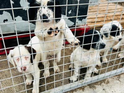 Springer Cross Llewellyn puppies in Laois