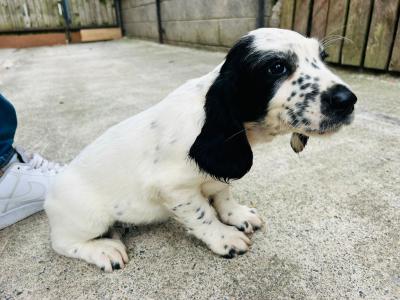Springer Cross Llewellyn puppies in Laois