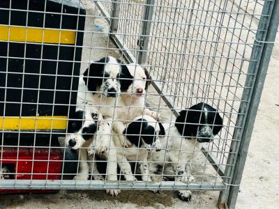 Springer Cross Llewellyn puppies in Laois
