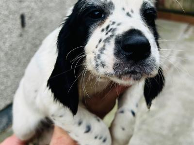 Springer Cross Llewellyn puppies in Laois