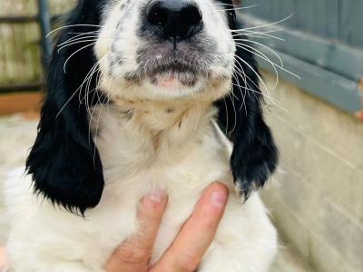 Springer Cross Llewellyn puppies in Laois