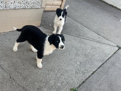 Border Collie puppies in Cavan