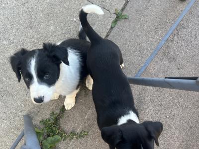 Border Collie puppies in Cavan