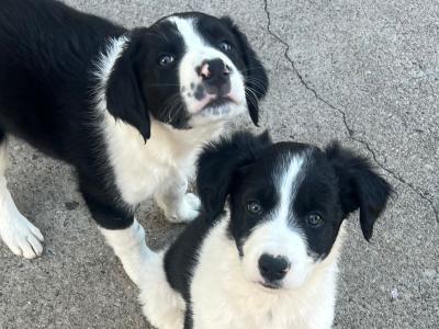 Border Collie puppies in Cavan