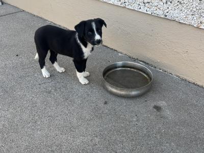 Border Collie puppies in Cavan
