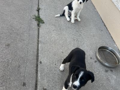 Border Collie puppies in Cavan