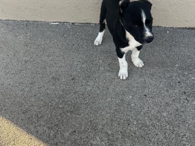 Border Collie puppies in Cavan