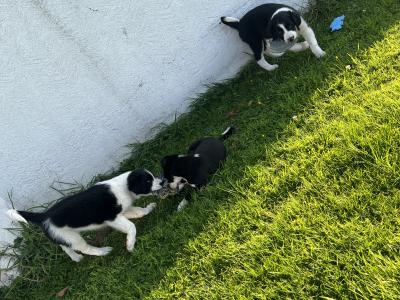 Border Collie puppies in Cavan