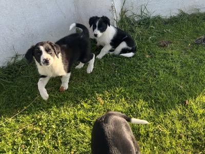 Border Collie puppies in Cavan