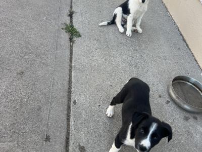 Border Collie puppies in Cavan