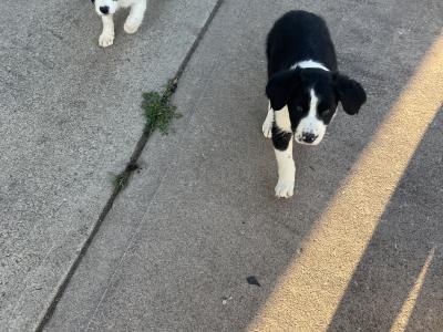 Border Collie puppies in Cavan