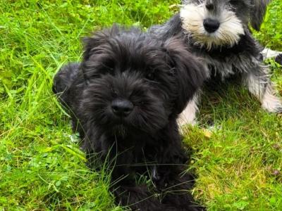 Beautiful miniature Schnauzer puppies in Wexford