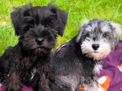 Beautiful miniature Schnauzer puppies in Wexford