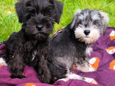 Beautiful miniature Schnauzer puppies in Wexford