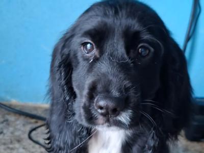 READY NOW!!! Beautiful IKC Registered Cocker Spaniel puppies in Galway