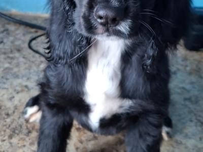 READY NOW!!! Beautiful IKC Registered Cocker Spaniel puppies in Galway