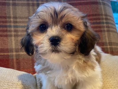 Brown and Brown/White Shih Tzu puppies in Cavan
