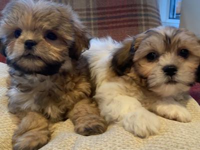 Brown and Brown/White Shih Tzu puppies in Cavan