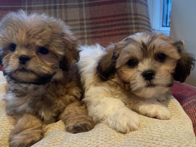 Brown and Brown/White Shih Tzu puppies in Cavan