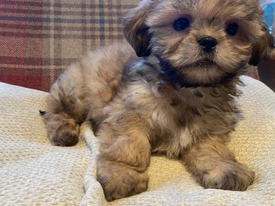 Brown and Brown/White Shih Tzu puppies in Cavan