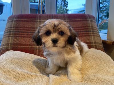 Brown and Brown/White Shih Tzu puppies in Cavan