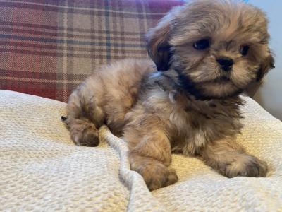 Brown and Brown/White Shih Tzu puppies in Cavan