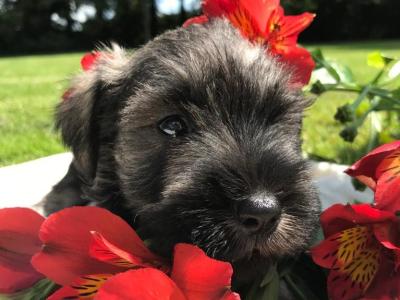 Look No Further -IKC Registered(pending) Miniature Schnauzer puppies in Wexford