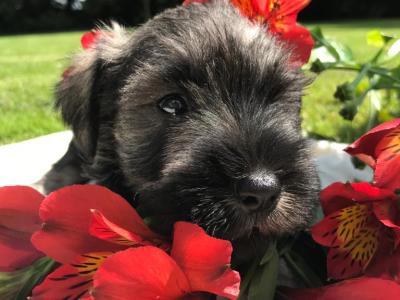 Look No Further -IKC Registered(pending) Miniature Schnauzer puppies in Wexford