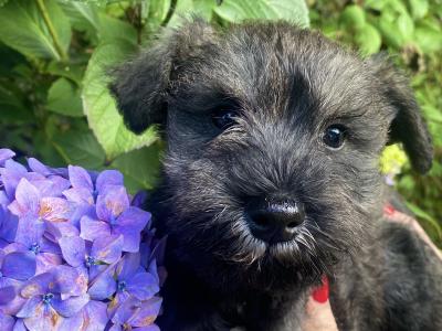 Look No Further -IKC Registered(pending) Miniature Schnauzer puppies in Wexford