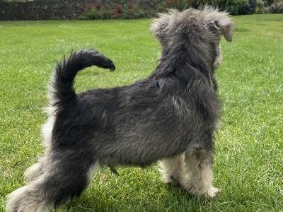 Look No Further -IKC Registered(pending) Miniature Schnauzer puppies in Wexford
