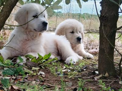 IKC Registered Golden Retriever puppies in Waterford - health tested