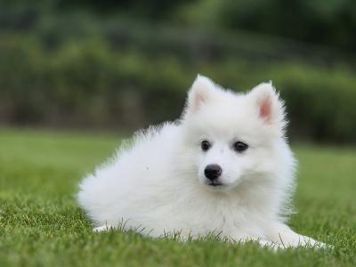 Male Japanese Spitz puppy in Limerick