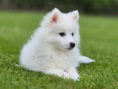 Male Japanese Spitz puppy in Limerick