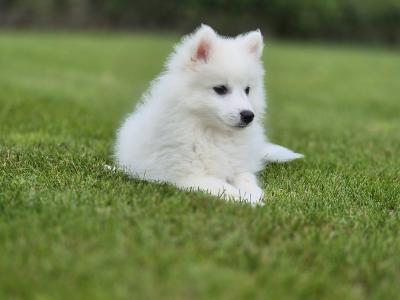 Male Japanese Spitz puppy in Limerick