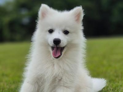 Male Japanese Spitz puppy in Limerick