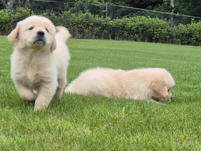 Golden Retriever pups in Limerick